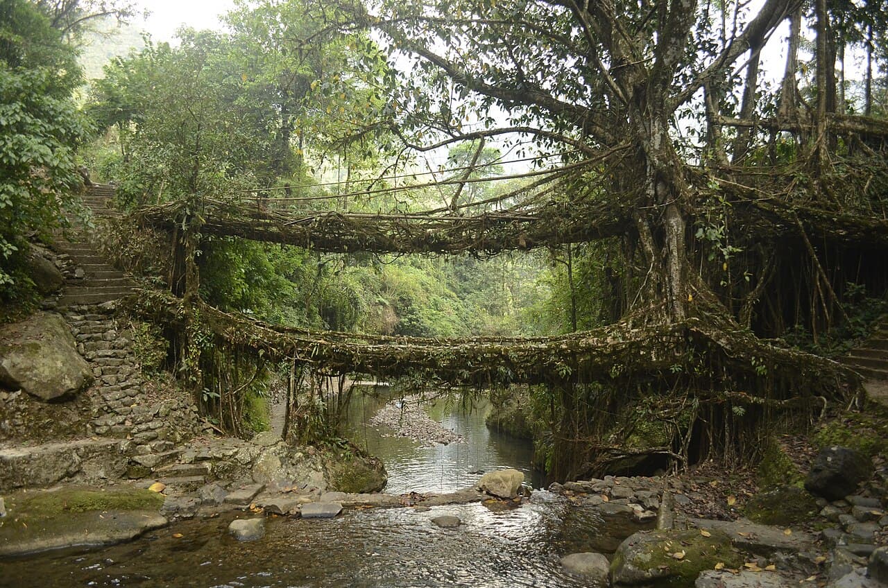 Meghalaya Living Root Bridges — Meghalaya, India